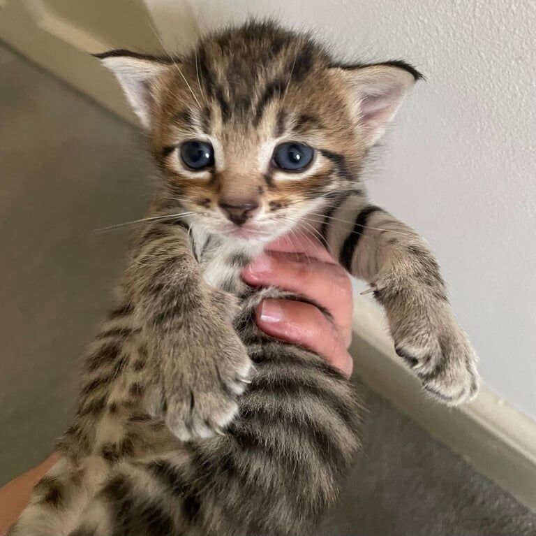 Maine Coon kittens for sale in Redbridge, Greater London – 5 weeks old