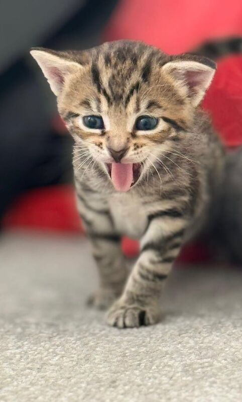 Maine Coon kittens for sale in Redbridge, Greater London – 5 weeks old - Image 2 of 3