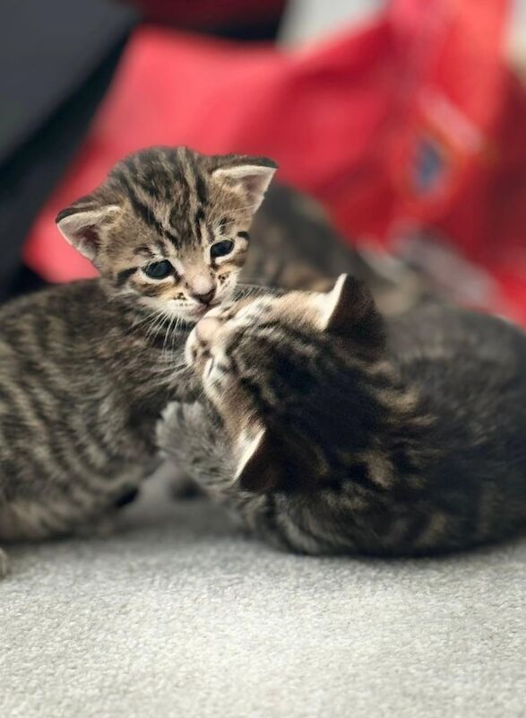 Maine Coon kittens for sale in Redbridge, Greater London – 5 weeks old - Image 3 of 3