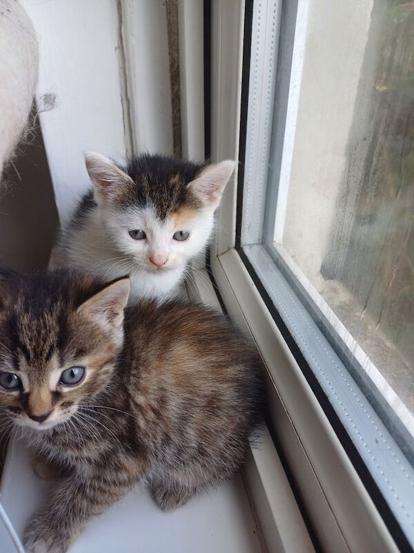 Maine Coon kittens for sale in Llantwit Major / Llanilltud Fawr, South Glamorgan – 6 weeks old
