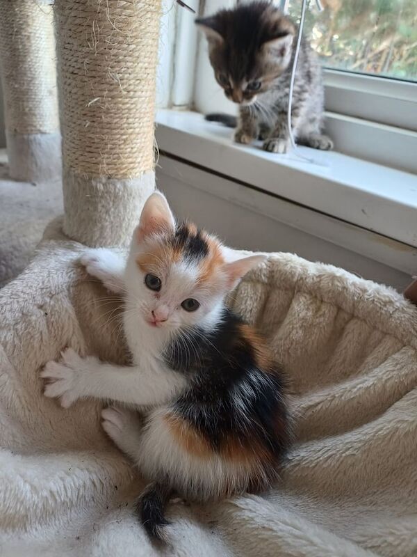 Maine Coon kittens for sale in Llantwit Major / Llanilltud Fawr, South Glamorgan – 4 months old - Image 2 of 3