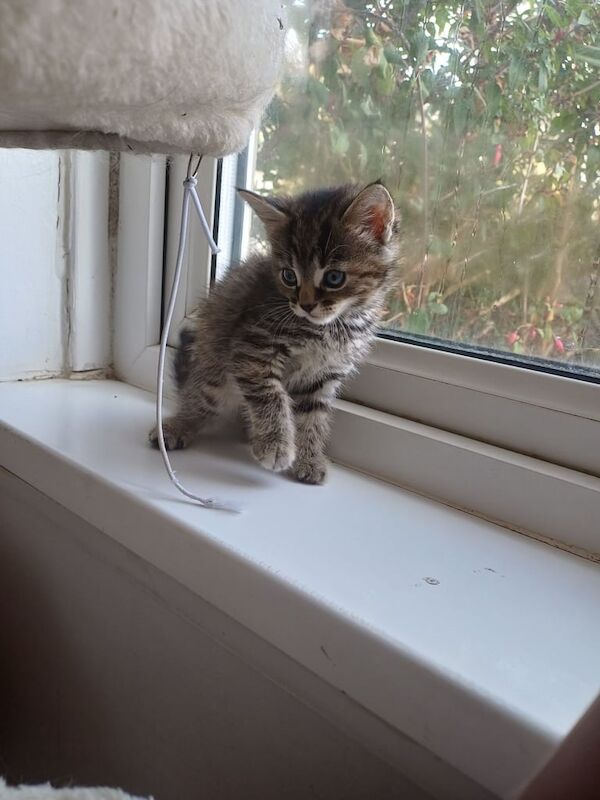 Maine Coon kittens for sale in Llantwit Major / Llanilltud Fawr, South Glamorgan – 4 months old - Image 3 of 3