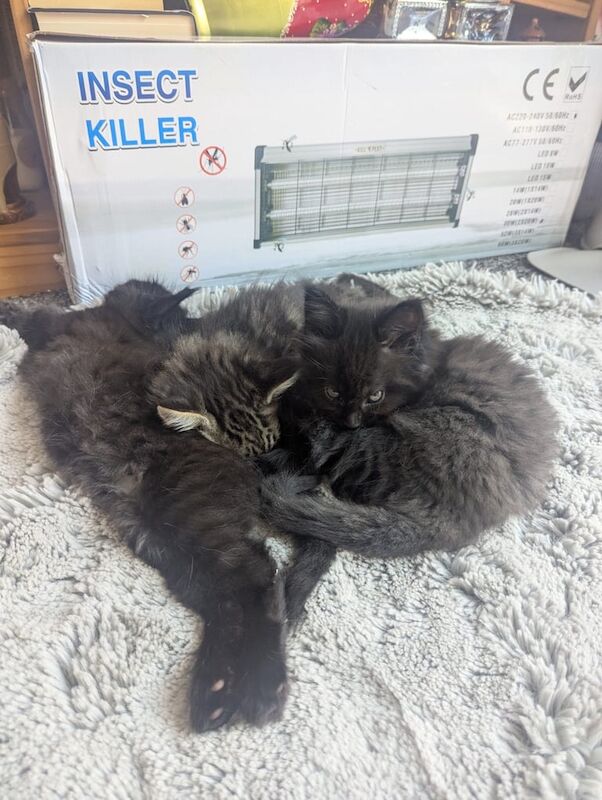 Maine Coon kittens for sale in Fleetwood, Lancashire – 9 weeks old