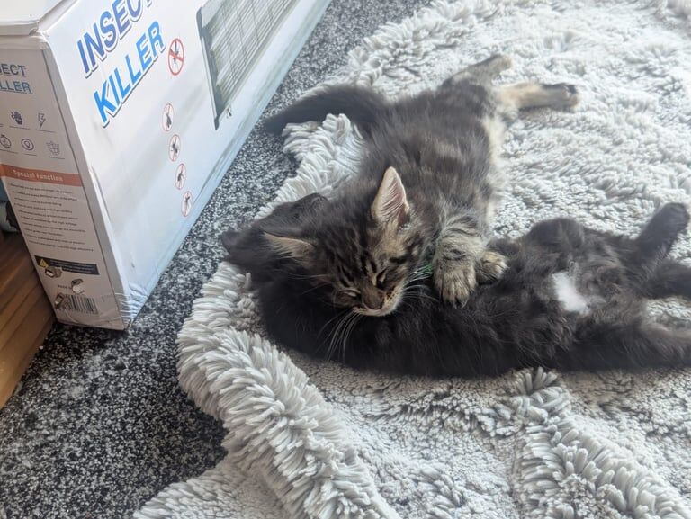 Maine Coon kittens for sale in Fleetwood, Lancashire – 8 months old - Image 2 of 3