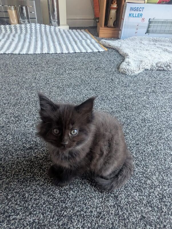 Maine Coon kittens for sale in Fleetwood, Lancashire – 8 months old - Image 3 of 3