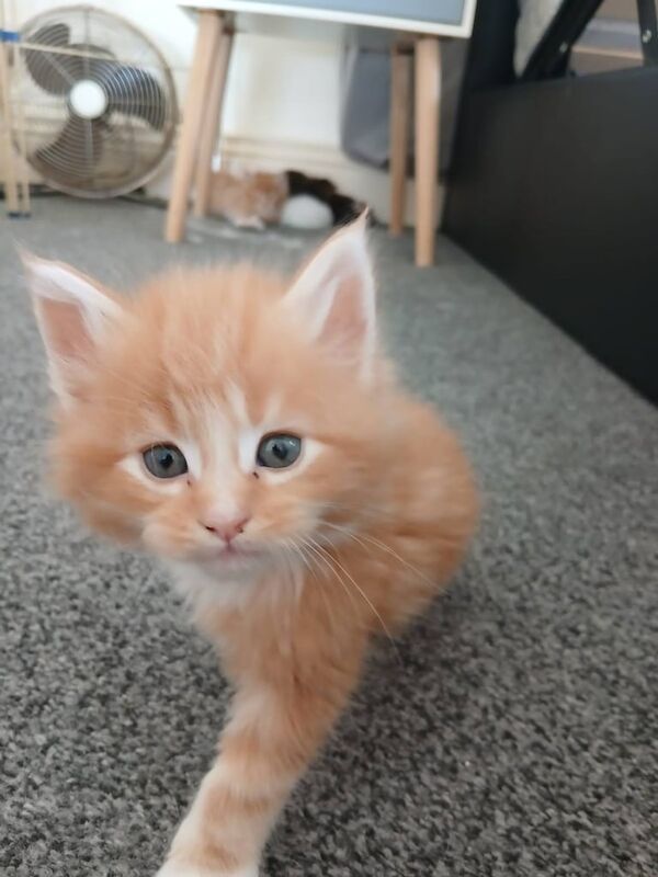 4 Maine Coon kittens for sale (XL) for sale in Easington Lane, Tyne and Wear