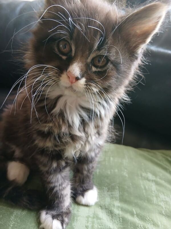 4 Maine Coon kittens for sale (XL) for sale in Easington Lane, Tyne and Wear - Image 2