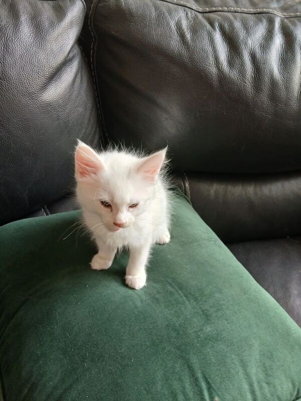 4 Maine Coon kittens for sale (XL) for sale in Easington Lane, Tyne and Wear - Image 3
