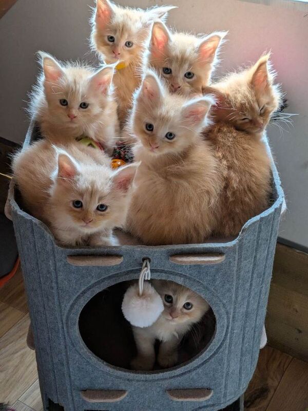 4 x Fluffy Maine Coon Kittens