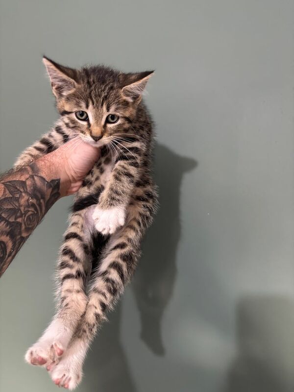 Maine Coon kittens for sale in Hampton, Greater London – 8 weeks old