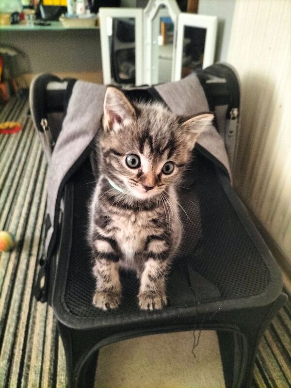 4Beautiful fluffy sliver tabby kittens for sale