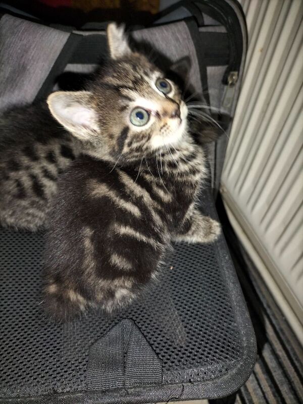 Maine Coon kittens for sale in Portsmouth, Hampshire – 6 weeks old