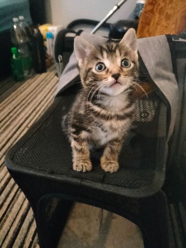 Maine Coon kittens for sale in Portsmouth, Hampshire – 6 weeks old - Image 2 of 9