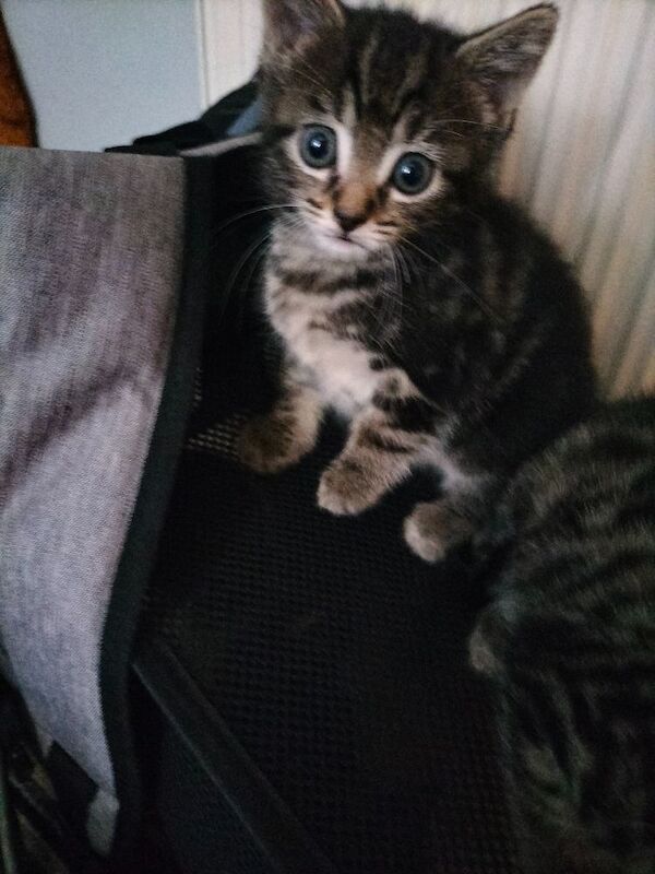 Maine Coon kittens for sale in Portsmouth, Hampshire – 6 weeks old - Image 3 of 9