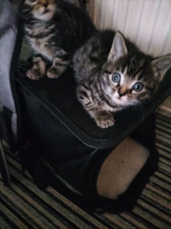 Maine Coon kittens for sale in Portsmouth, Hampshire – 6 weeks old - Image 4 of 9