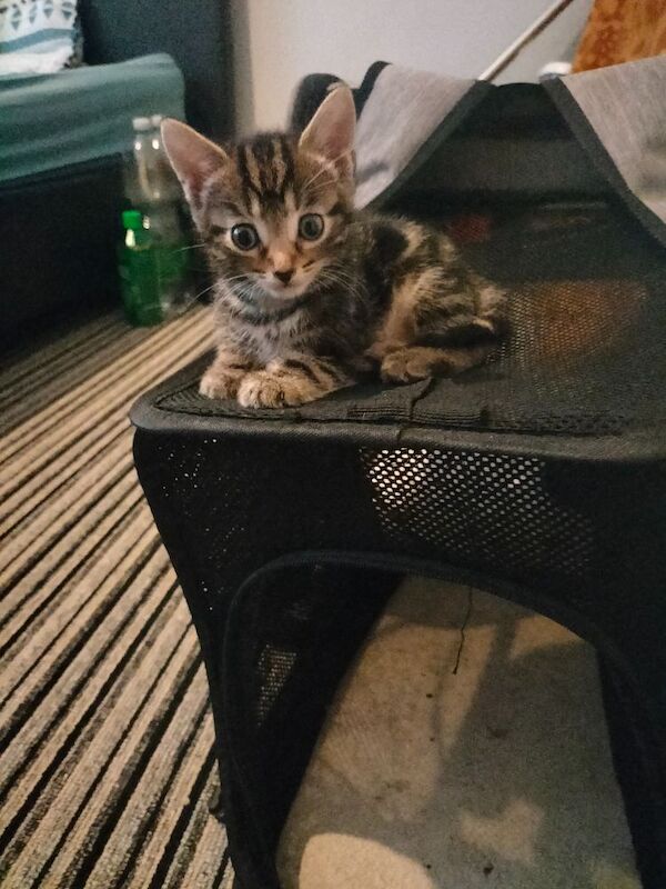 Maine Coon kittens for sale in Portsmouth, Hampshire – 6 weeks old - Image 5 of 9