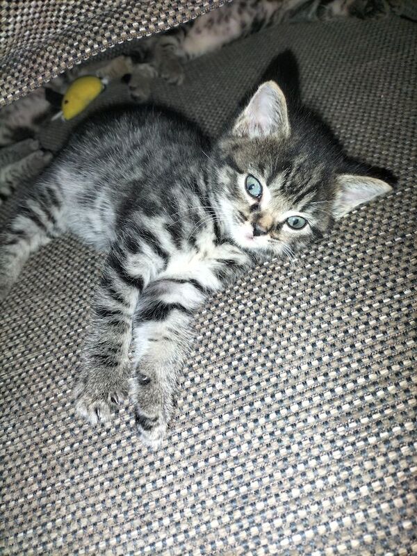 Maine Coon kittens for sale in Portsmouth, Hampshire – 6 weeks old - Image 7 of 9