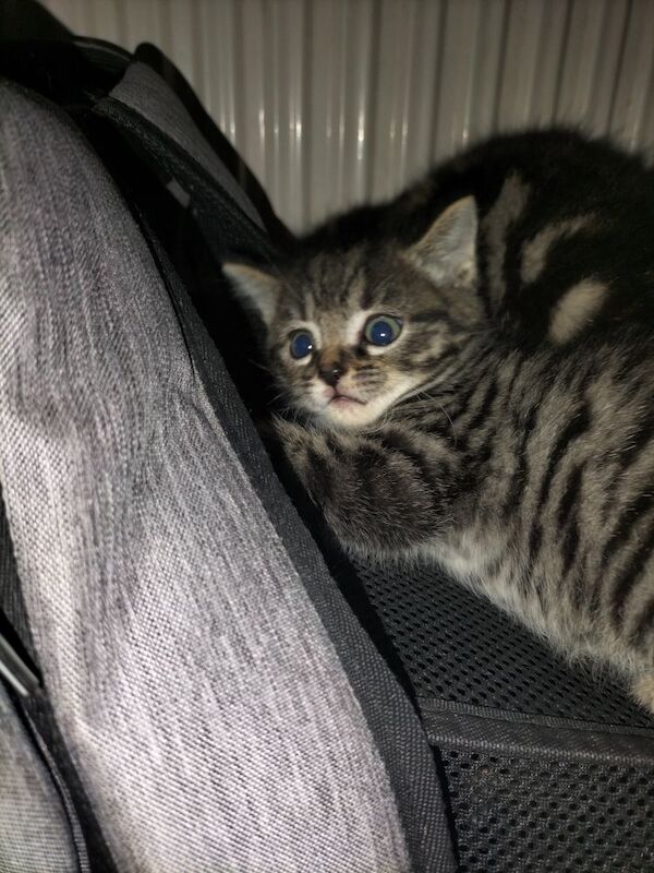 Maine Coon kittens for sale in Portsmouth, Hampshire – 6 weeks old - Image 8 of 9