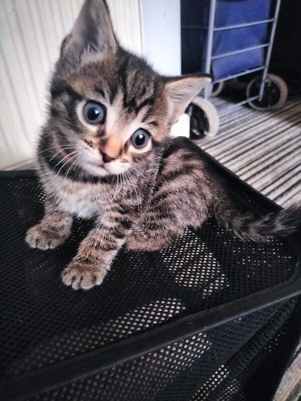 5 Beautiful Tabby Kittens - Image 2 of 12