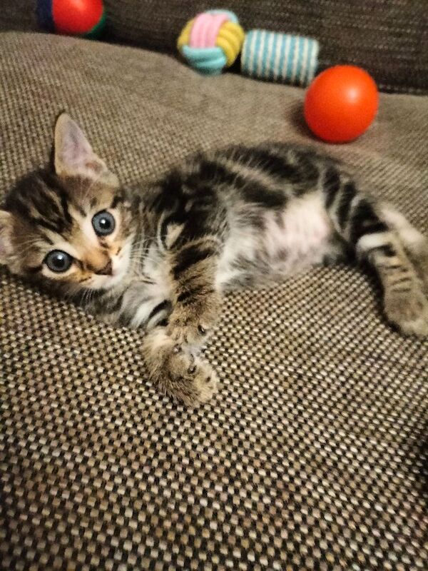 5 Beautiful Tabby Kittens - Image 3 of 12