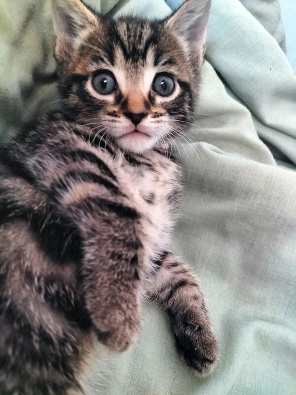 5 Beautiful Tabby Kittens - Image 4 of 12