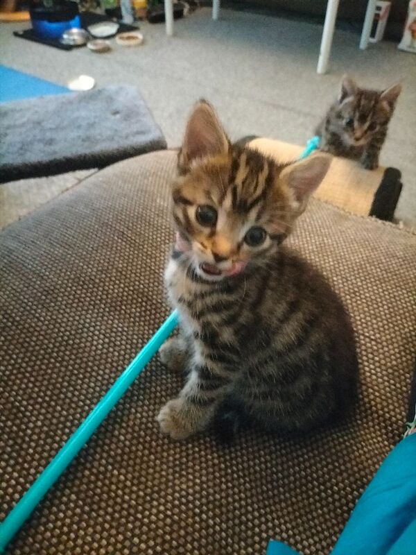 5 Beautiful Tabby Kittens - Image 5 of 12