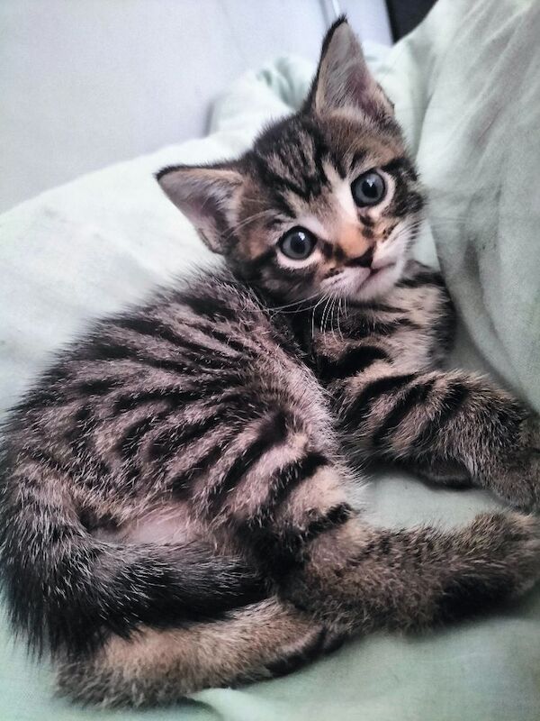 5 Beautiful Tabby Kittens - Image 6 of 12