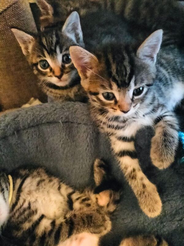 5 Beautiful Tabby Kittens - Image 7 of 12