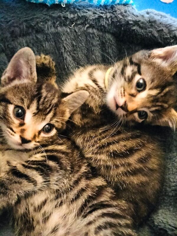 5 Beautiful Tabby Kittens - Image 8 of 12