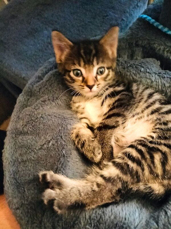 5 Beautiful Tabby Kittens - Image 9 of 12