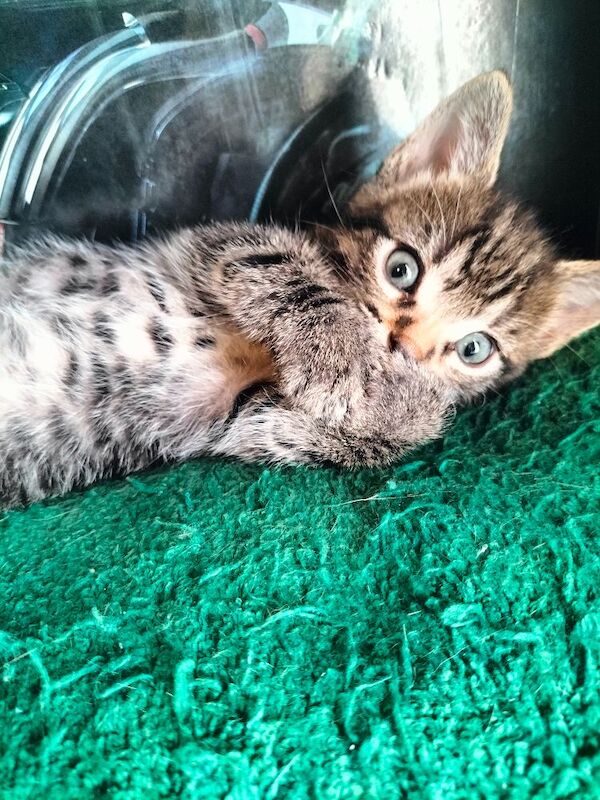 5 Beautiful Tabby Kittens - Image 10 of 12