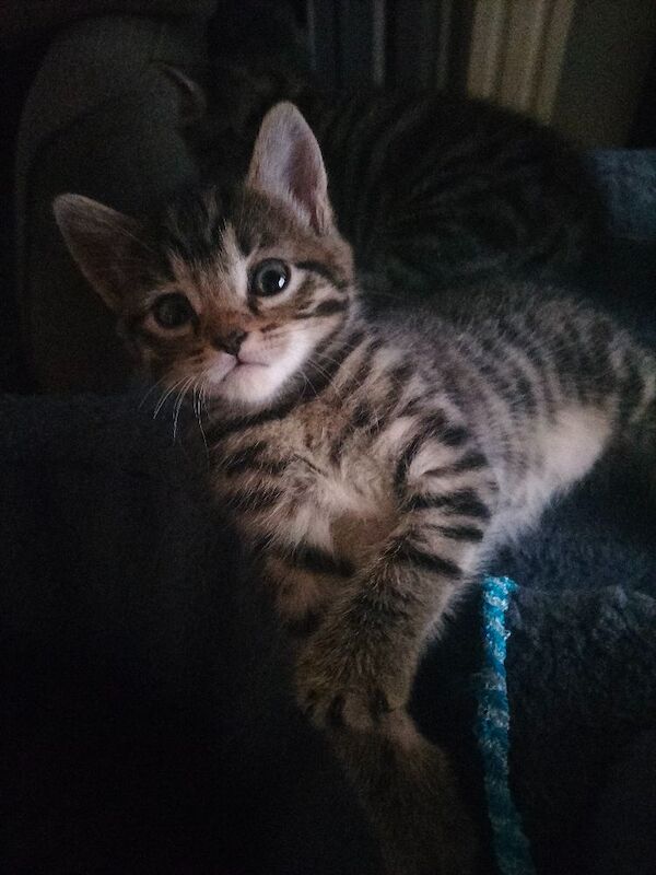 5 Beautiful Tabby Kittens - Image 11 of 12