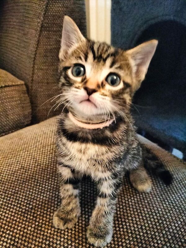 5 Beautiful Tabby Kittens - Image 12 of 12
