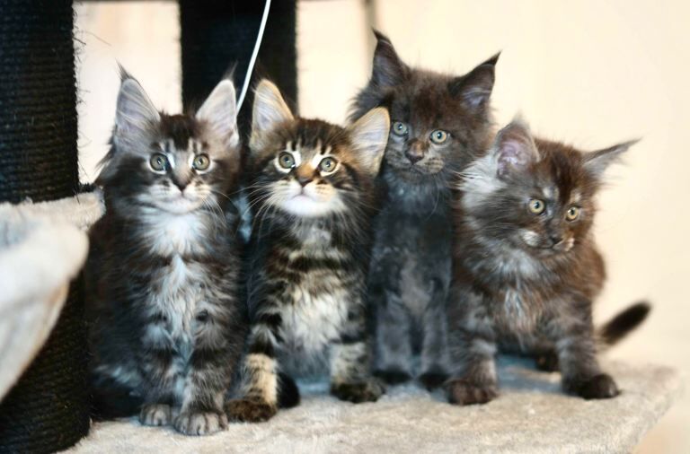Maine Coon kittens for sale in Crowland, Lincolnshire – 9 weeks old