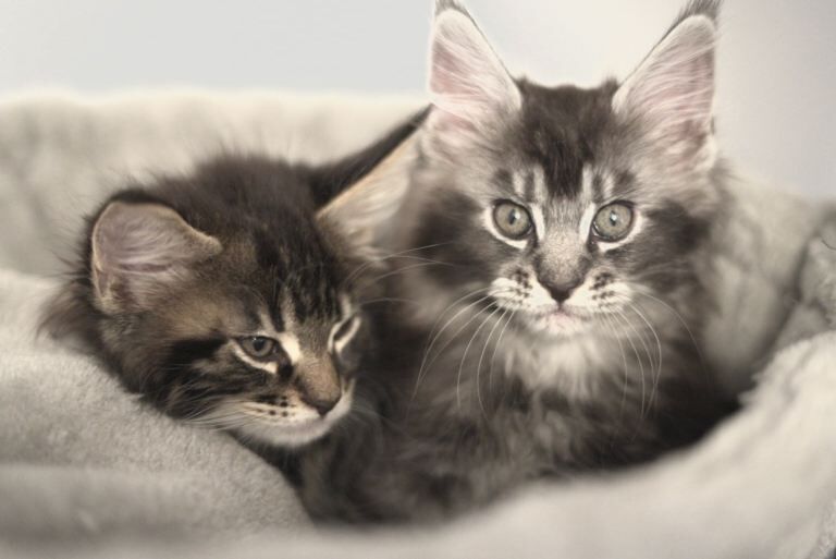 Maine Coon kittens for sale in Crowland, Lincolnshire – 9 weeks old - Image 3 of 4