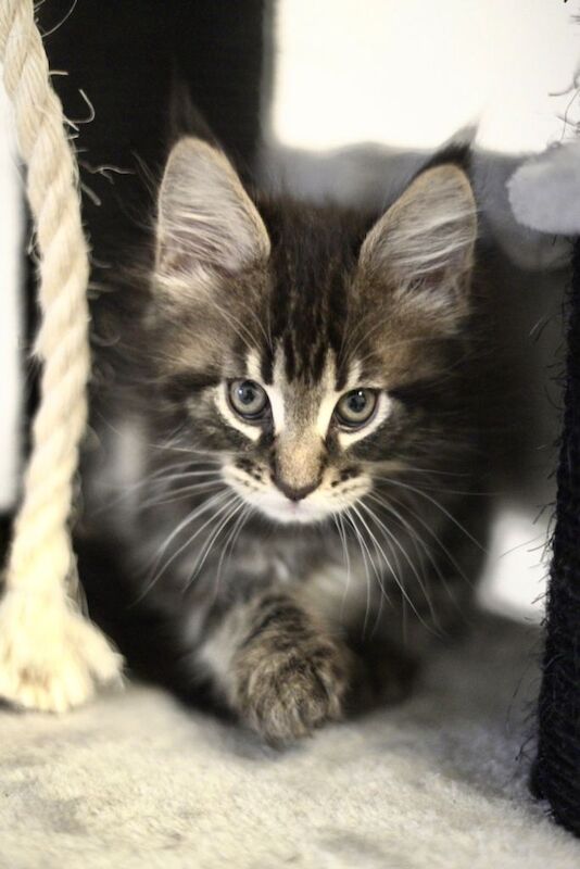 Maine Coon kittens for sale in Crowland, Lincolnshire – 9 weeks old - Image 4 of 4