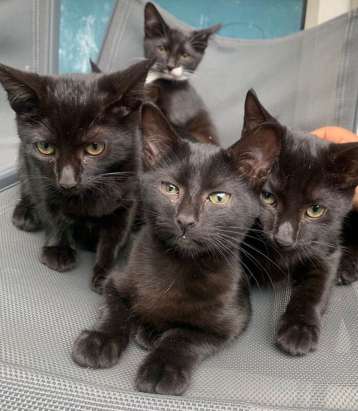 Maine Coon kittens for sale in Plaistow, Greater London – 11 weeks old