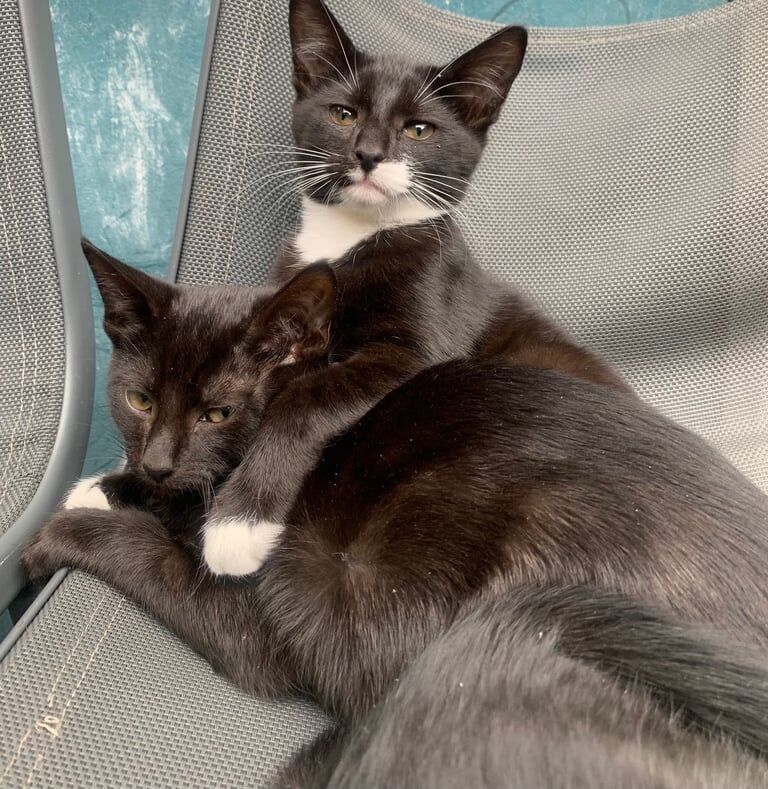 Maine Coon kittens for sale in Plaistow, Greater London – 11 weeks old - Image 2 of 3