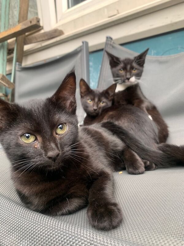 Maine Coon kittens for sale in Plaistow, Greater London – 11 weeks old - Image 3 of 3