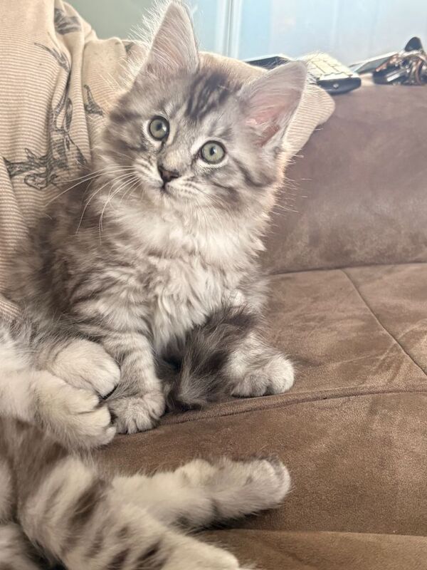 Maine Coon Kittens For Sale