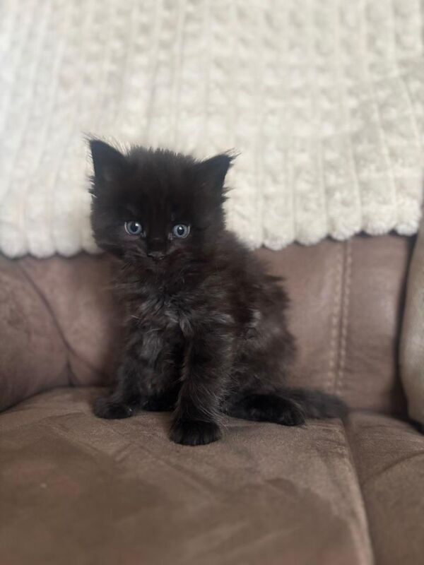 5 Maine coon kittens - Image 2 of 5