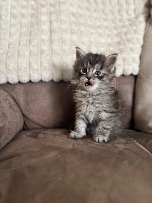 5 Maine coon kittens - Image 3 of 5