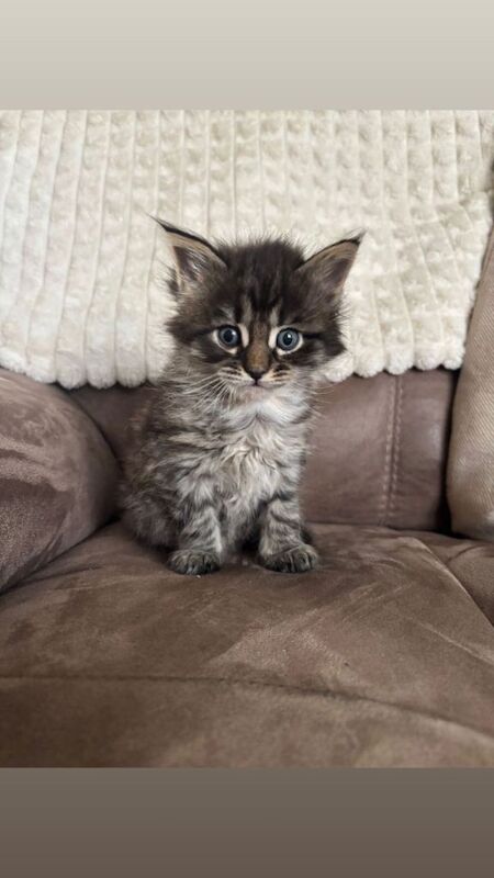 5 Maine coon kittens - Image 4 of 5