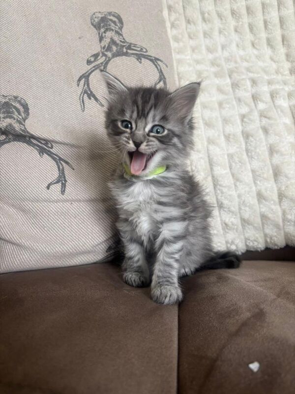 5 Maine coon kittens - Image 5 of 5