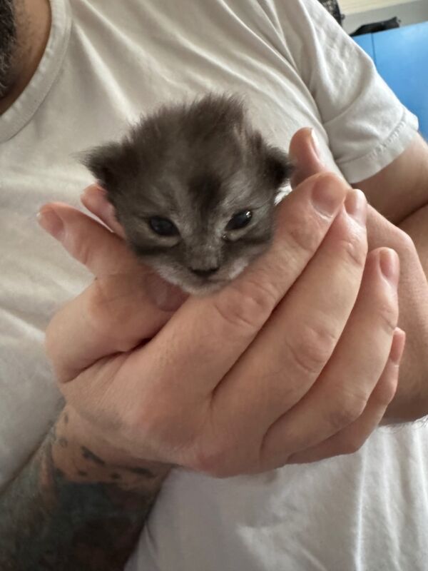 Maine Coon kittens for sale in Hartlepool, Durham – 3 weeks old