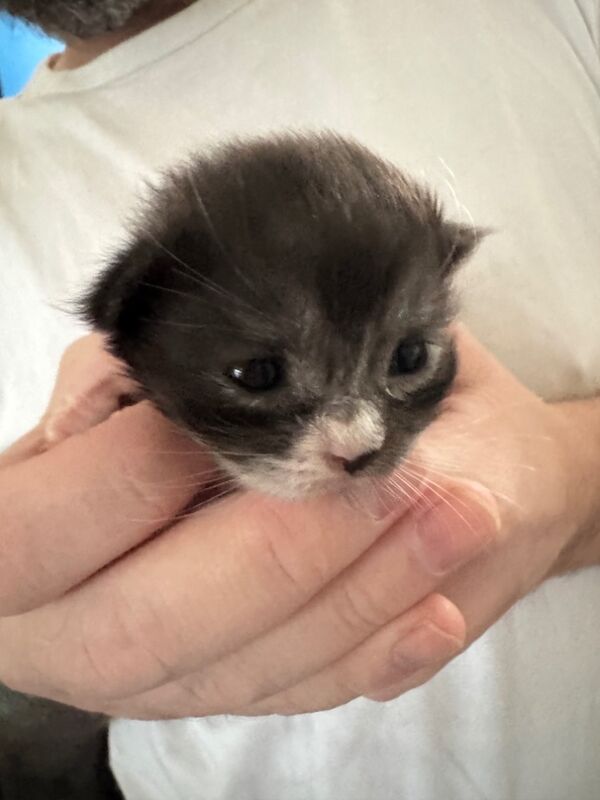 Maine Coon kittens for sale in Hartlepool, Durham – 3 weeks old - Image 2 of 3