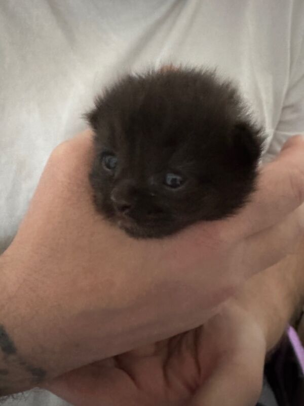 Maine Coon kittens for sale in Hartlepool, Durham – 3 weeks old - Image 3 of 3