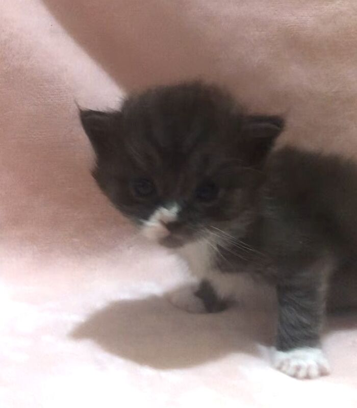 Maine Coon kittens for sale in Hartlepool, Durham – 4 weeks old - Image 5 of 7
