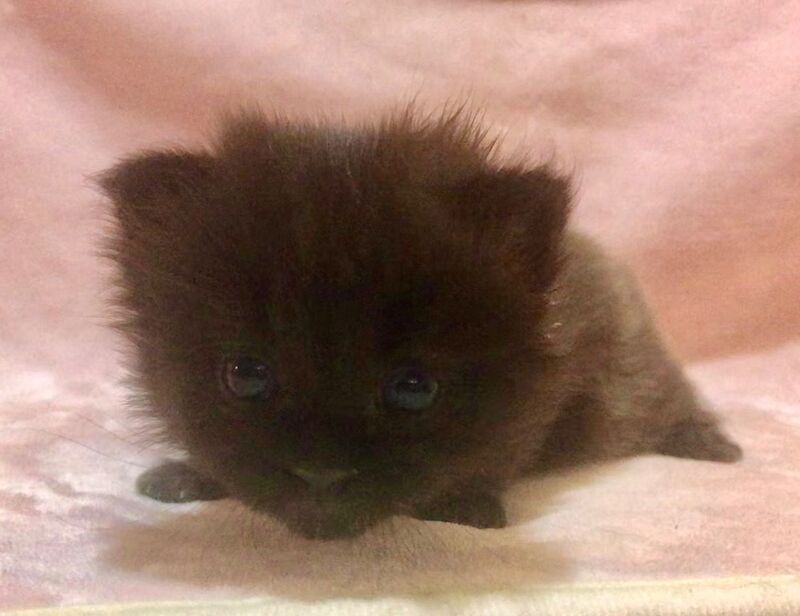 Maine Coon kittens for sale in Hartlepool, Durham – 4 weeks old - Image 6 of 7