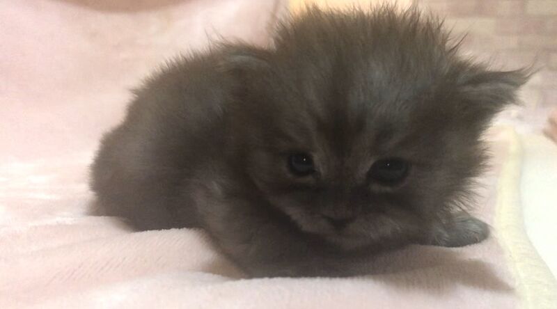 Maine Coon kittens for sale in Hartlepool, Durham – 4 weeks old - Image 7 of 7